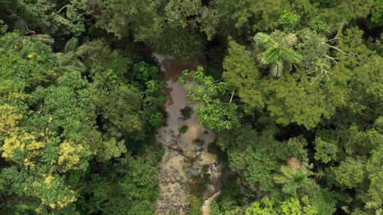 热带雨林的鸟瞰图