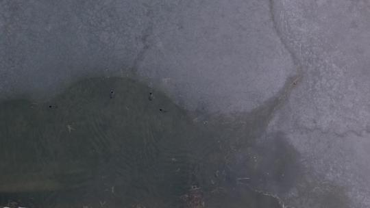山东济南华山湖湿地秋冬候鸟航拍视频素材模板下载