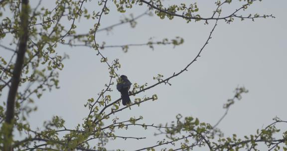4k立春惊蛰节气春天在树上的鸟