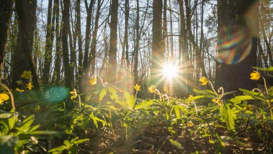 春天阳光穿过森林唯美阳光