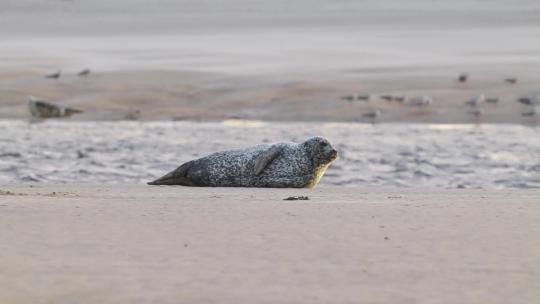 海狮，躺在海滩上看着相机的斑点海豹，慢动作放大视频素材模板下载