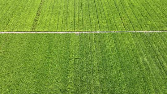 清新稻田系列一