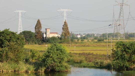 农村水稻田野电塔池塘风景