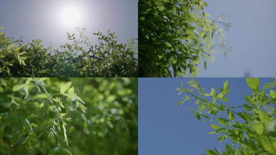 大自然夏日阳光微风植物高清在线视频素材下载
