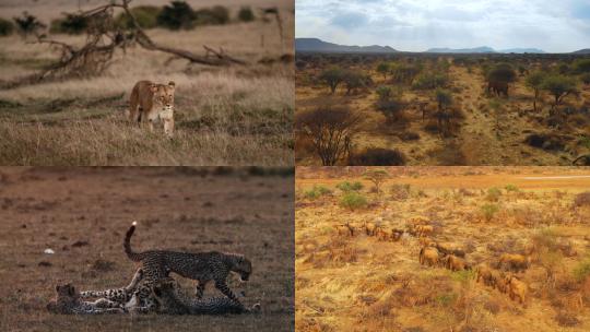 【合集】 非洲草原上的野生动物