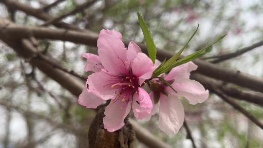 春天盛开的樱花桃花