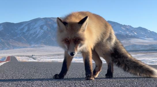雪山 近距离顽皮的小狐狸 吃东西