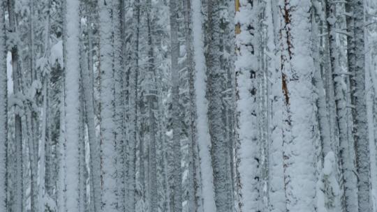 冬季雪景视频素材模板下载