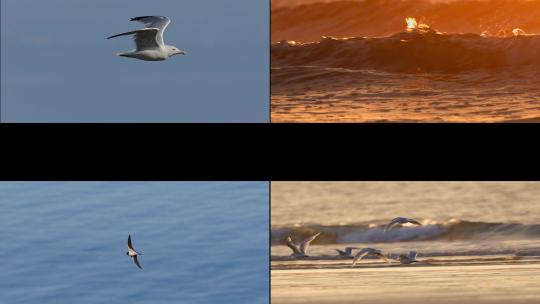 海边海滩海鸟觅食海燕海鸥飞翔鹬鸟海浪沙滩