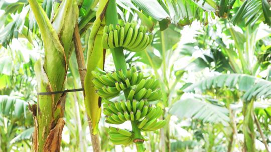 香蕉种植园