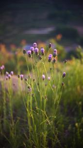 夕阳照射下暖色氛围感的紫色泥胡菜野花空镜