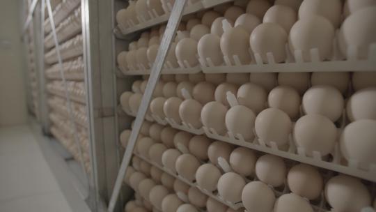 鸡蛋养鸡场鸡蛋孵化车间鸡蛋扫光LOG视频素材模板下载