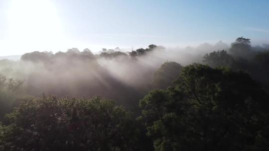 清晨阳光森林浓雾航拍