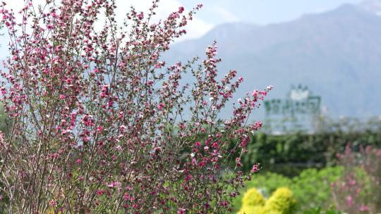 春天春季立春鲜花盛开开花