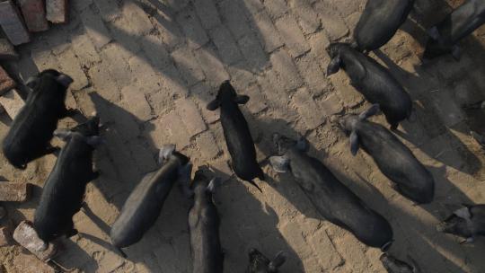 养殖黑猪视频航拍黑猪 黑猪肉进食