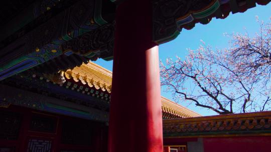 北京故宫紫禁城春天春季盛开的杏花