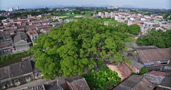 【正版素材】肇庆市高要区八卦村