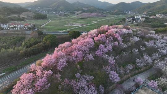 杭州樱花谷航拍