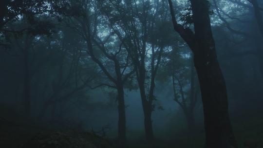 雨后幽暗森林迷雾森林