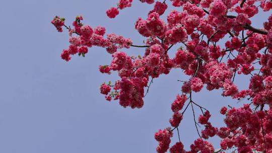 春暖花开樱花盛开景观