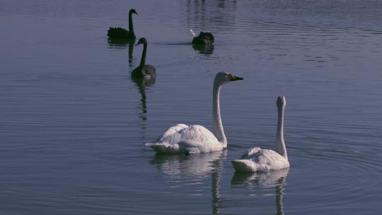 湿地公园水中的天鹅、赤麻鸭、斑头雁