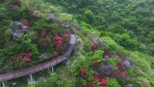 杭州余杭鸬鸟山顶杜鹃花春天映山红航拍