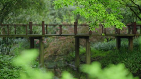 春天杭州花港观鱼阴雨天小桥绿色自然