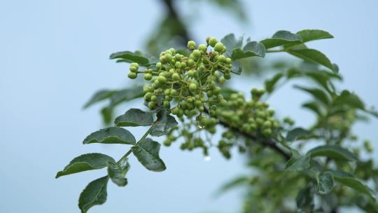 花椒树 绿色花椒