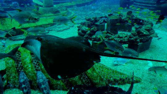 海洋馆水族馆海底世界鱼群