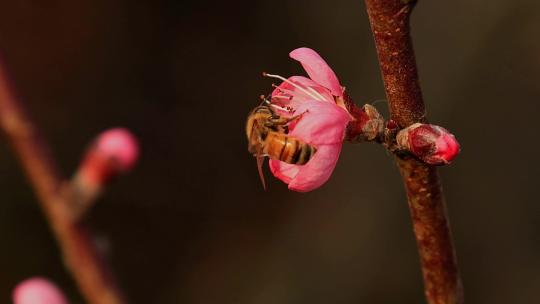 春天桃花蜜蜂采蜜