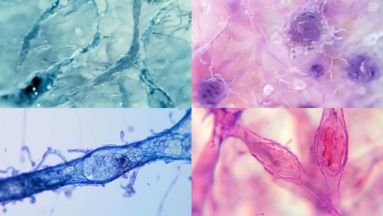 4K高帧率细胞素材合集高清在线视频素材下载