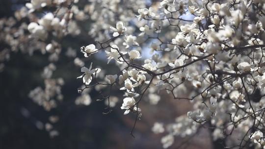 济南五龙潭，春季樱花植物盛开洁白如雪