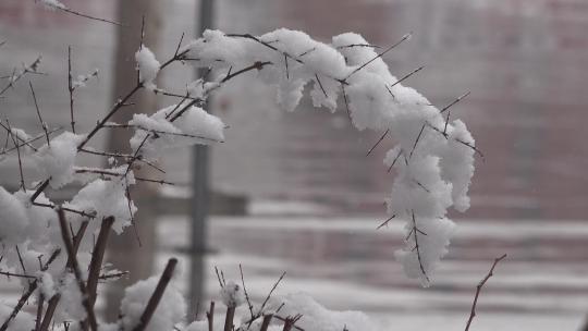 下雪时挂着厚厚积雪的树枝6视频素材模板下载