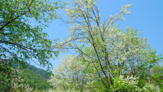 梨花 阳光树林 春天树林森林