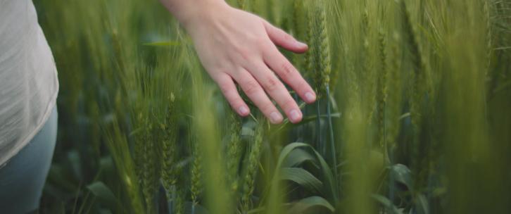 美女用手抚摸绿色的麦田麦穗麦子小麦田丰收
