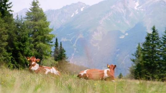 两只牛躺在草地上看着远方山脉视频素材模板下载