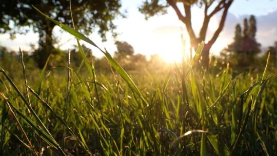 清晨阳光穿过青草小草草坪唯美自然空镜