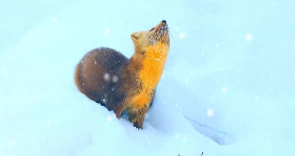 东北三宝之雪地精灵紫貂雪地里撒欢卖萌1