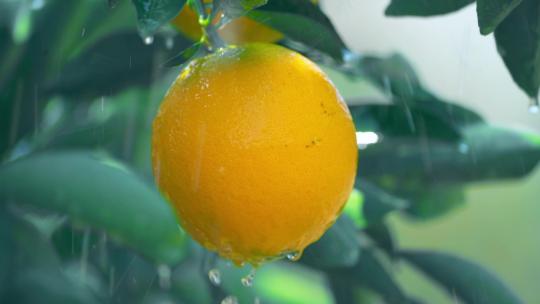 脐橙赣南脐橙脐橙特写