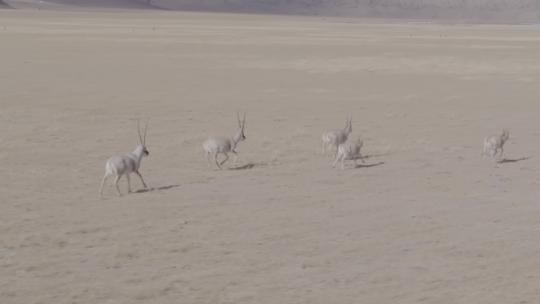 西藏羌塘野生藏羚羊群奔跑航拍4K