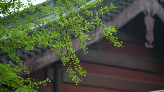 杭州钱王祠春天清明节雨天古建筑自然唯美