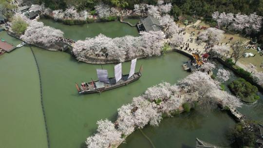 原创 江苏无锡太湖鼋头渚樱花航拍风光