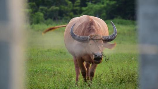 棕色的亚洲野生水牛，长有巨大的角，动作缓慢。