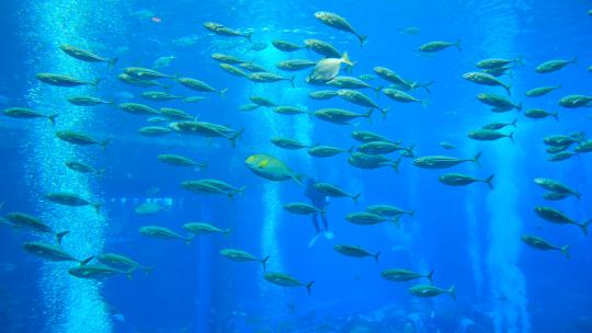 海洋馆水族馆海底世界鱼群