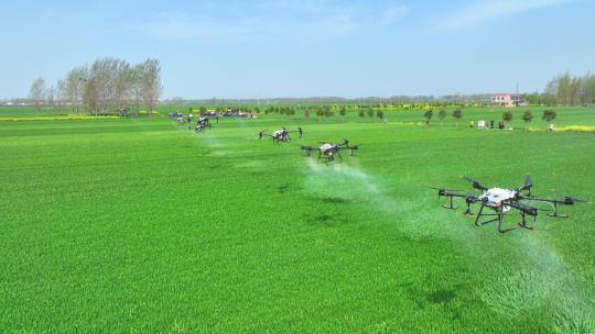 无人机打药 喷洒农药农业 小麦病虫害防治视频素材模板下载