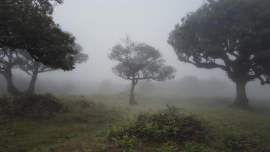 森林浓雾迷雾神秘氛围航拍
