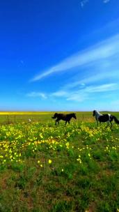 竖版-草原上奔跑的马