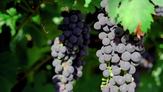 葡萄成熟采摘葡萄葡萄丰收果