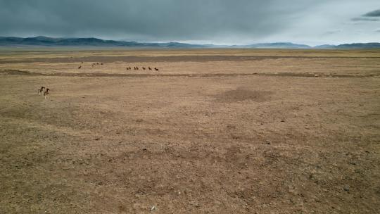 西藏旅游风光317国道乌云高原牧场奔跑野驴