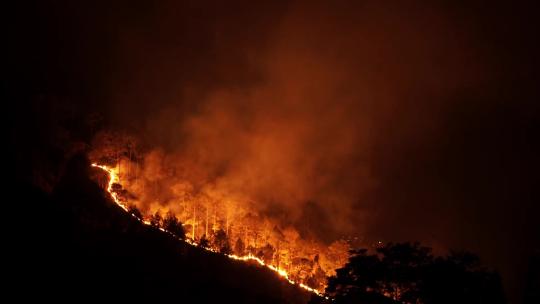 山火 森林火灾视频素材模板下载
